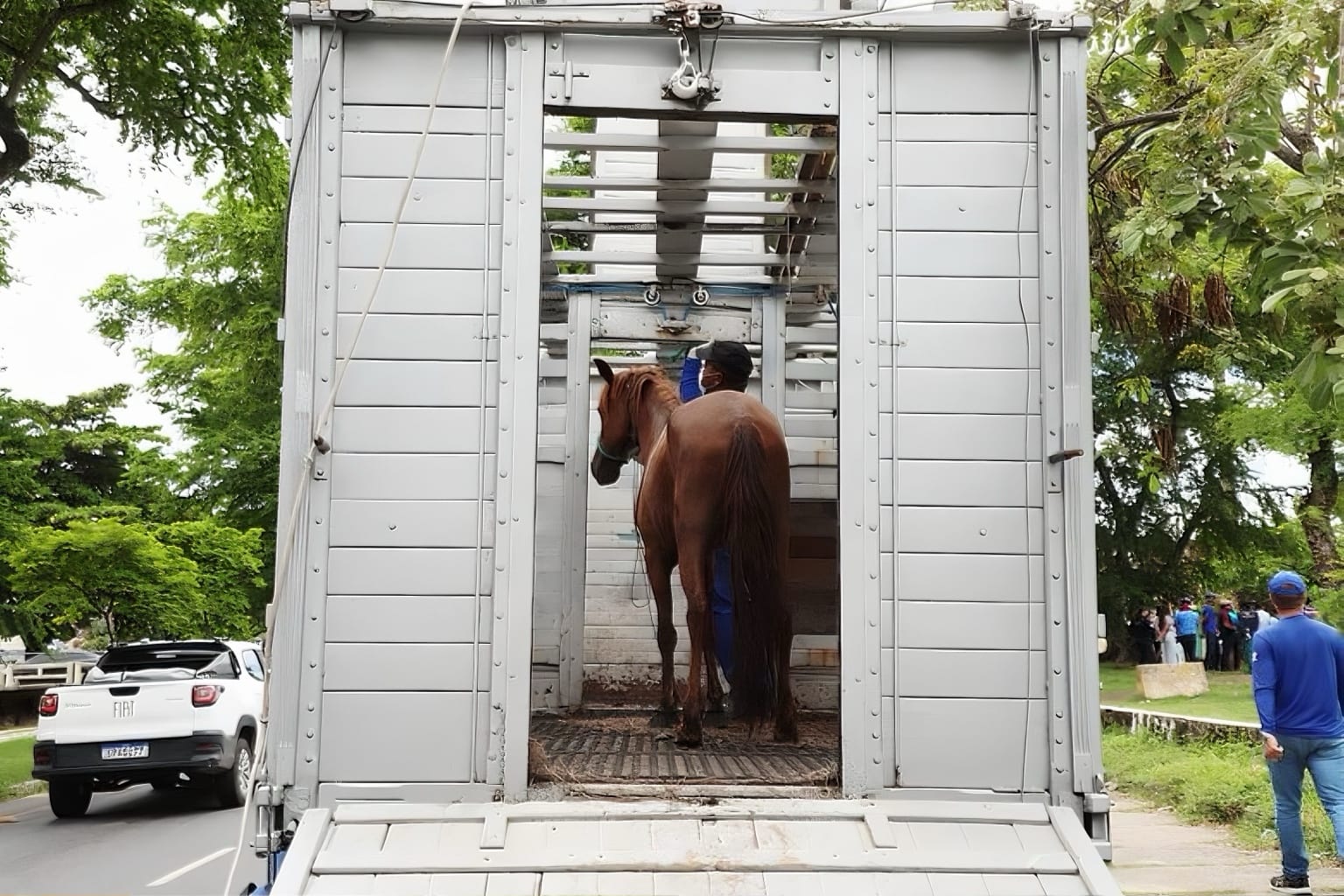 Indenização carroceiros: cavalo entra em caminhão durante ação do programa de retirada da tração animal no Recife