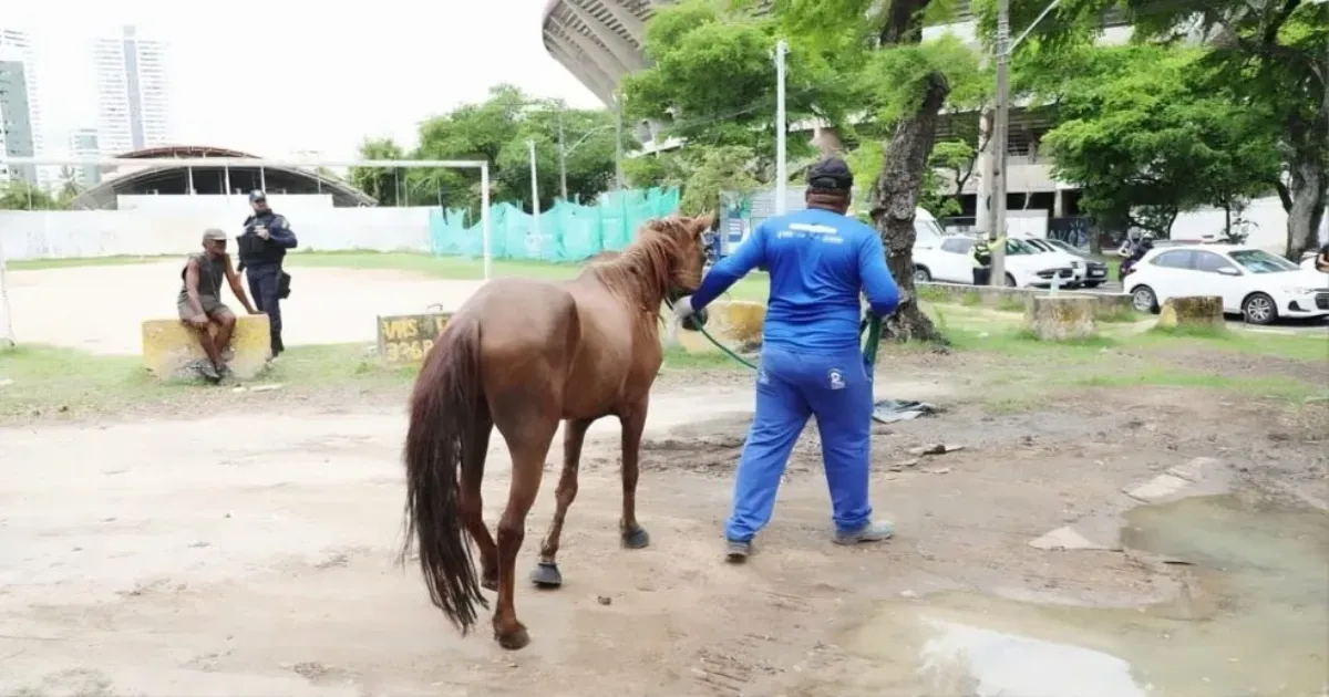 Recife indeniza carroceiros por entrega voluntária de cavalos e carroças